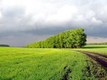 Ukrainischer Bodenmarkt: Anstieg der Zahl der Kauf- und Verkaufstransaktionen